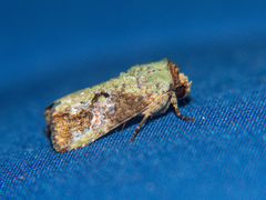 Lignispalta viridaria