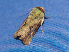Lignispalta viridaria