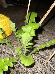 Salvia lyrata