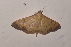 Patania balteata