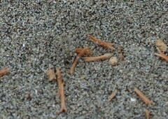 Anoteropsis litoralis