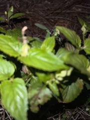 Torenia fournieri
