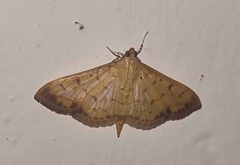 Patania balteata