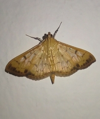 Patania balteata
