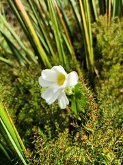 Ranunculus lyallii