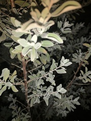 Leucophyllum