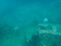 Abudefduf troschelii