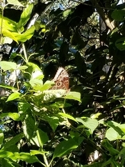Morpho