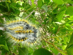 Bombycomorpha bifascia