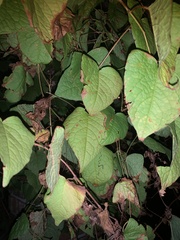 Antigonon