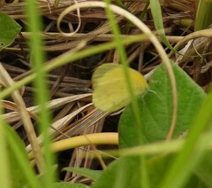Eurema smilax