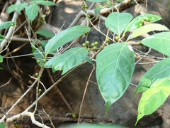 Ficus tinctoria gibbosa