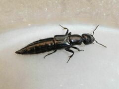 Thyreocephalus