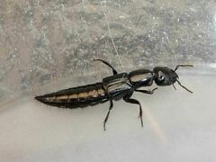 Thyreocephalus