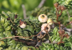 Osteomeles anthyllidifolia
