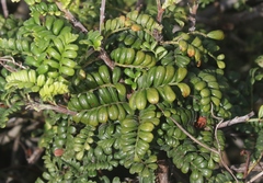 Osteomeles anthyllidifolia