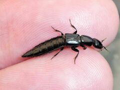 Thyreocephalus