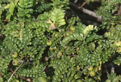 Osteomeles anthyllidifolia
