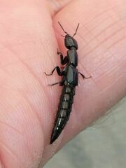 Thyreocephalus