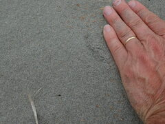 Anoteropsis litoralis