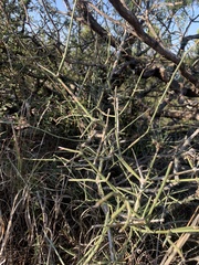 Ephedra antisyphilitica