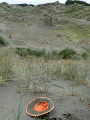 Anoteropsis litoralis