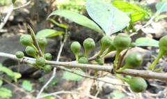 Ficus tinctoria gibbosa
