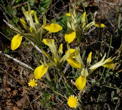 Moraea macronyx