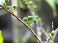 Ficus tinctoria gibbosa