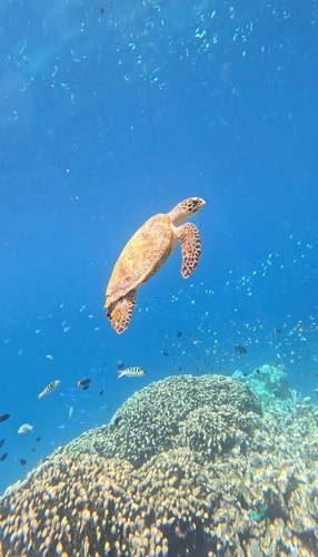 Hawksbill turtle