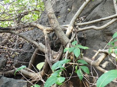 Ficus tinctoria gibbosa