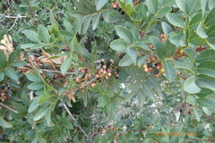Pistacia terebinthus palaestina