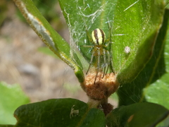 Deliochus idoneus