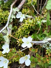 Epilobium chlorifolium