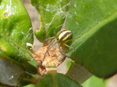 Deliochus idoneus