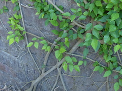 Ficus tinctoria gibbosa