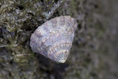 Bembicium auratum