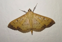 Patania balteata