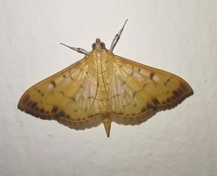 Patania balteata