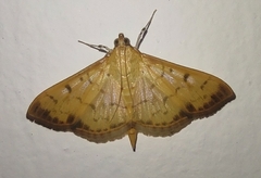 Patania balteata