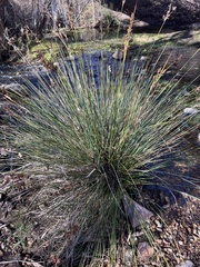 Juncus acutus leopoldii