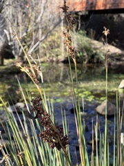 Juncus acutus leopoldii