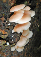 Scytinotus longinquus