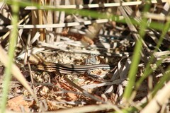 Aspidoscelis hyperythrus