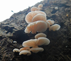 Scytinotus longinquus