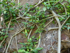 Ficus tinctoria gibbosa