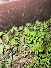 Lepidium didymum