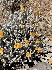 Helichrysum splendidum