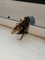 Helophilus antipodus