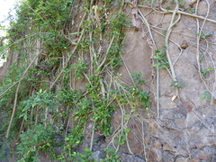 Ficus tinctoria gibbosa